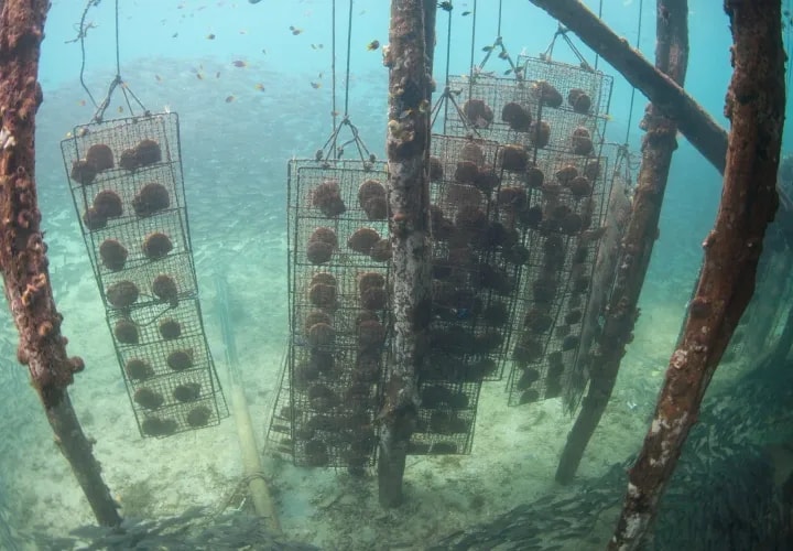 Sel Pele Bay & Pearl Farm