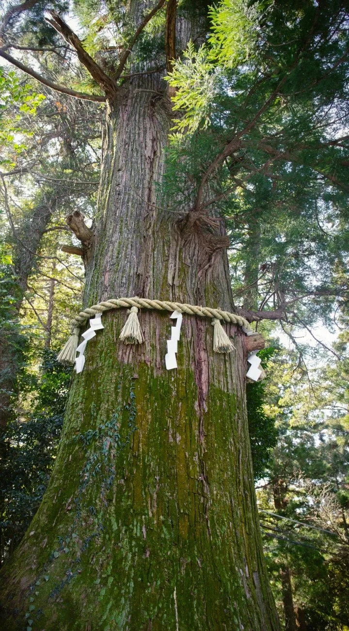 Mt. Takao Hike