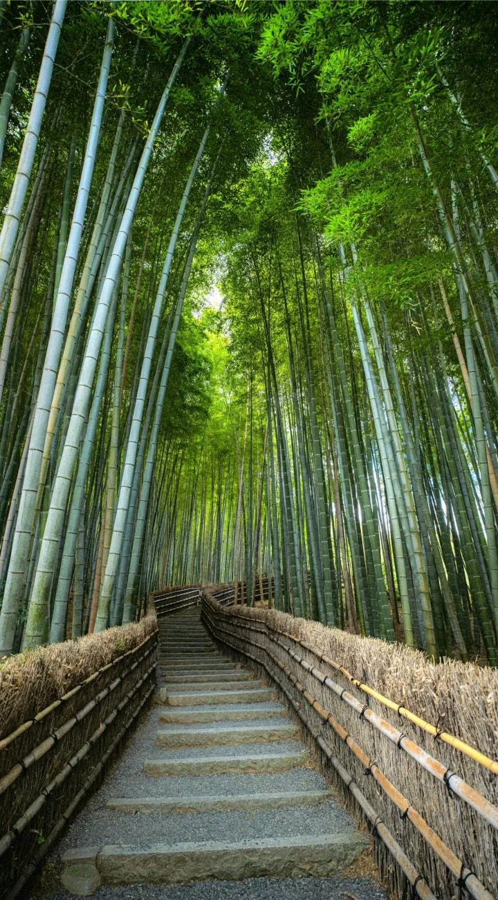 Kyoto Cultural Walk