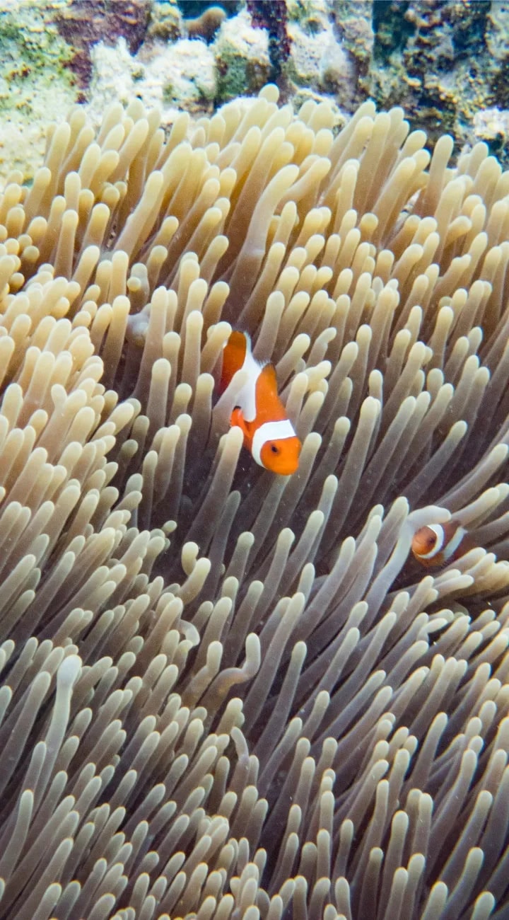 Private Snorkelling at Half-Moon Reef and Coral Mountain.