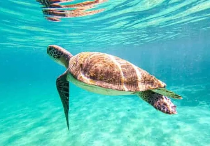 Free Day on Ilha Grande with Optional Beach and Snorkelling Tours