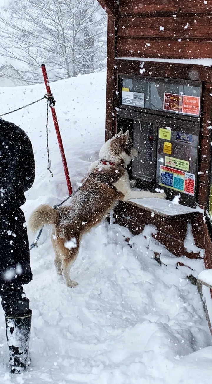 Powder Days Begin