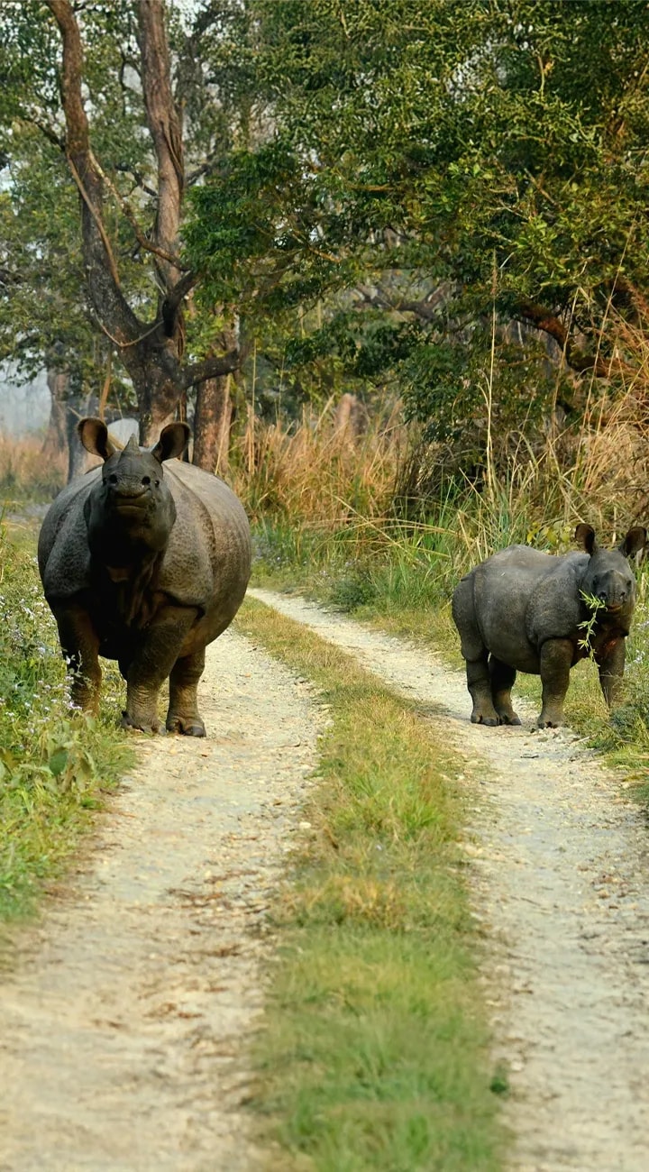 Into the Chitwan Jungle