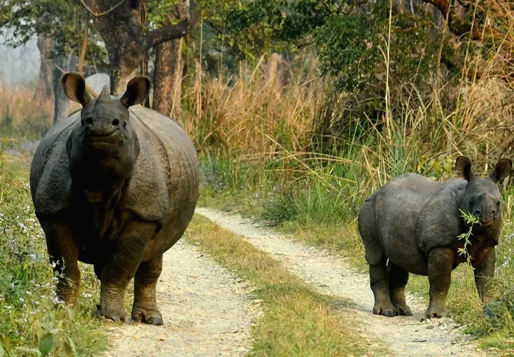 Wildlife Safari