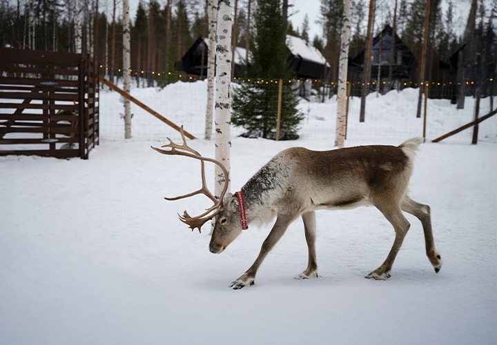 Reindeer Farm Night