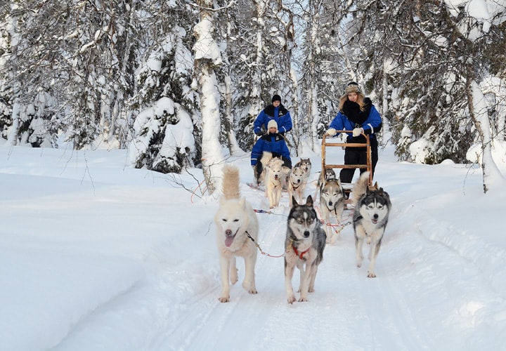 Husky Safari