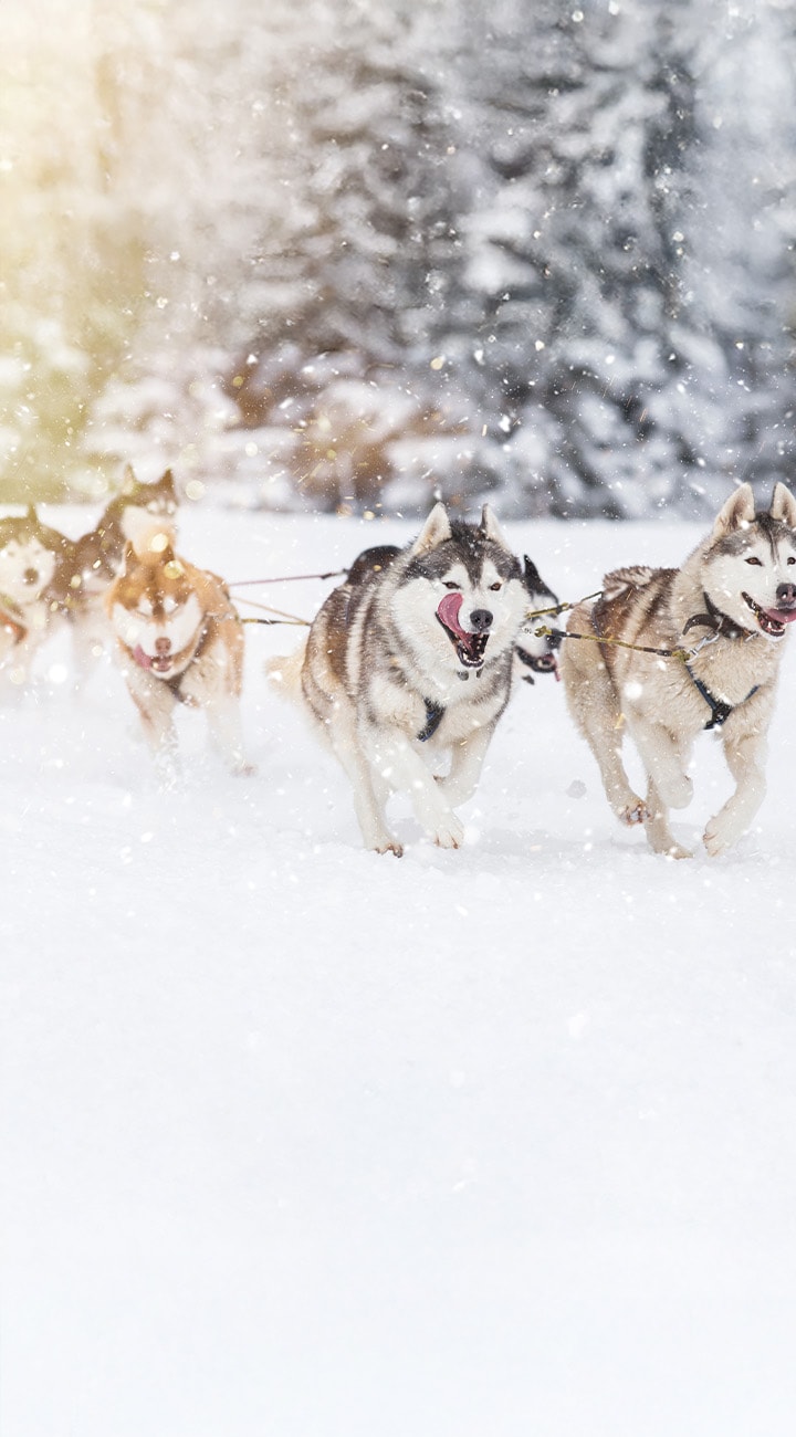 Mush, Hug, Repeat: A Morning with Huskies