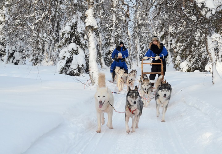Husky Sledding