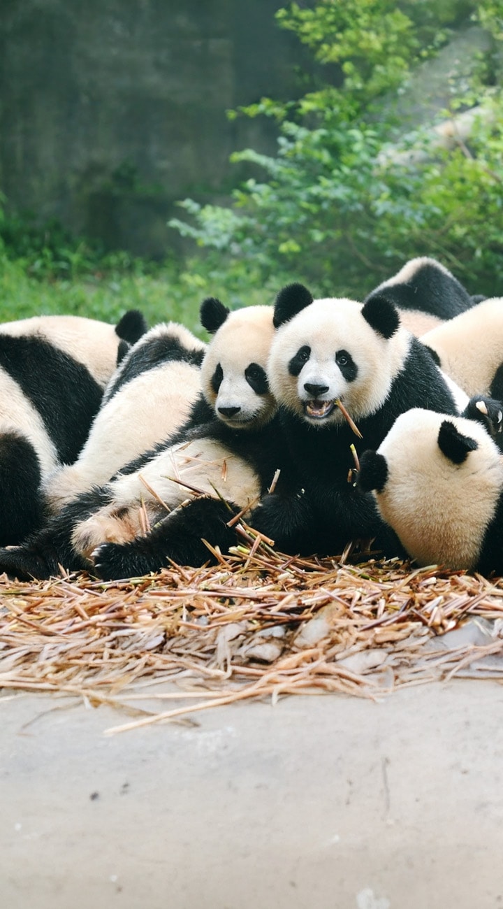 Pandas & People’s Park