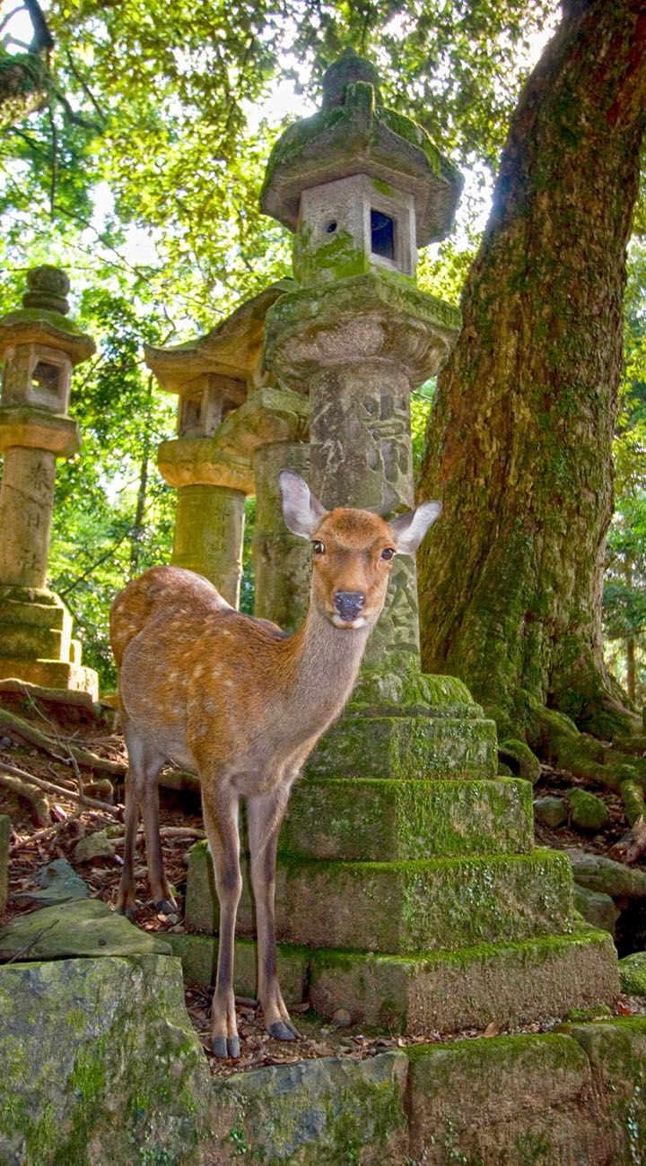 Nara Deer & Ancient Streets