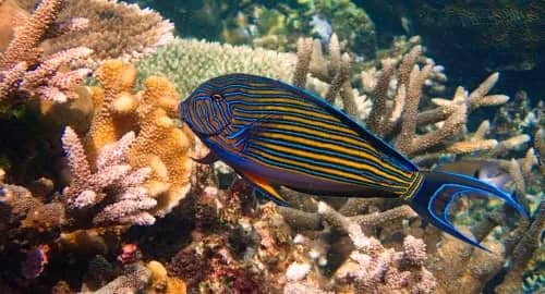 Private Snorkelling at Half-Moon Reef and Coral Mountain