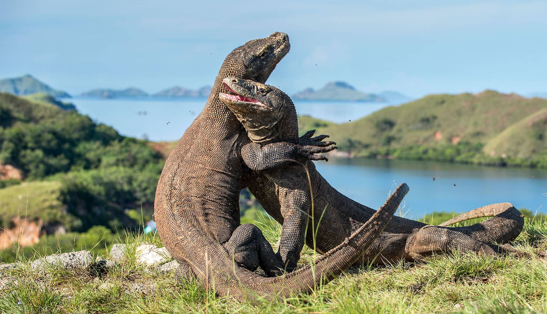 Up Close with Komodo Dragons